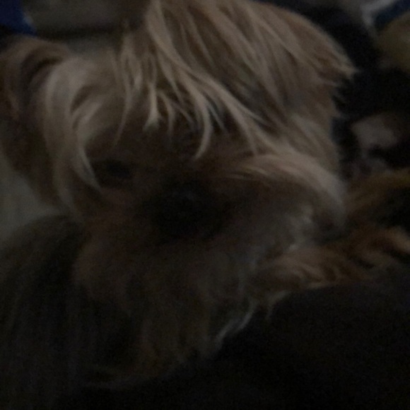 Meet your Posher, Adeline - Picture 1 of 1